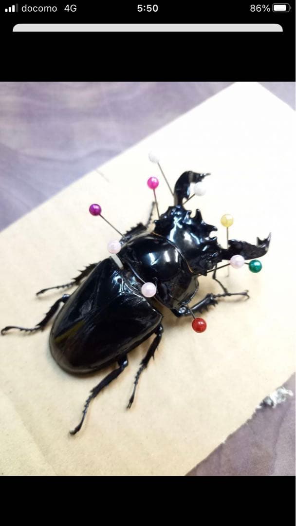 タランドゥスオオツヤクワガタ♂標本