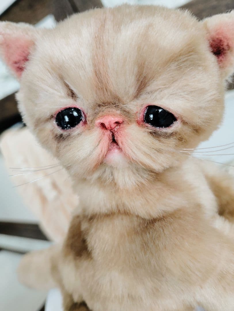 高級ファー♡エキゾチックショートヘア♡子猫のベルちゃん♡アートドール♡ぬいぐるみ