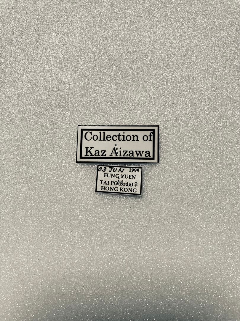 ルリモンアゲハ（1メス、香港産）