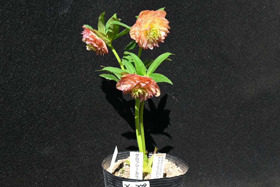 クリスマスローズ　認定グロッシーカラーアプリコットアフロディーテ　加藤農園