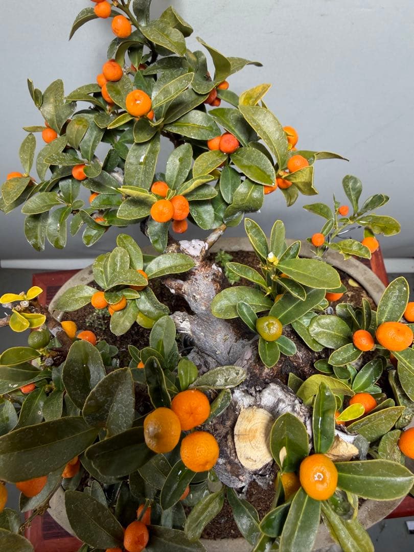 【ガチ盆栽】金豆　キンズ　激古