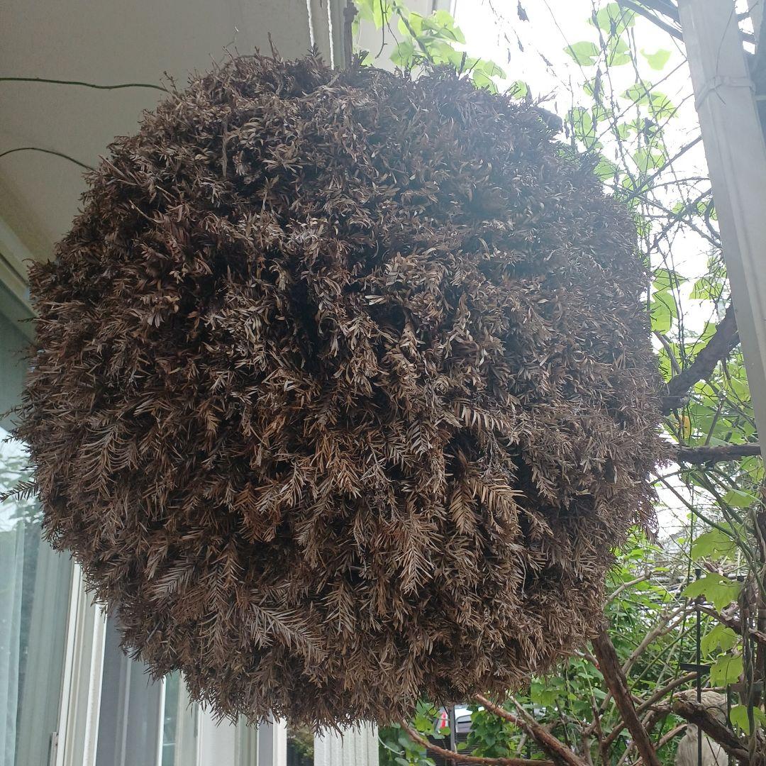 特大70㎝　目立つ　杉玉(酒林)