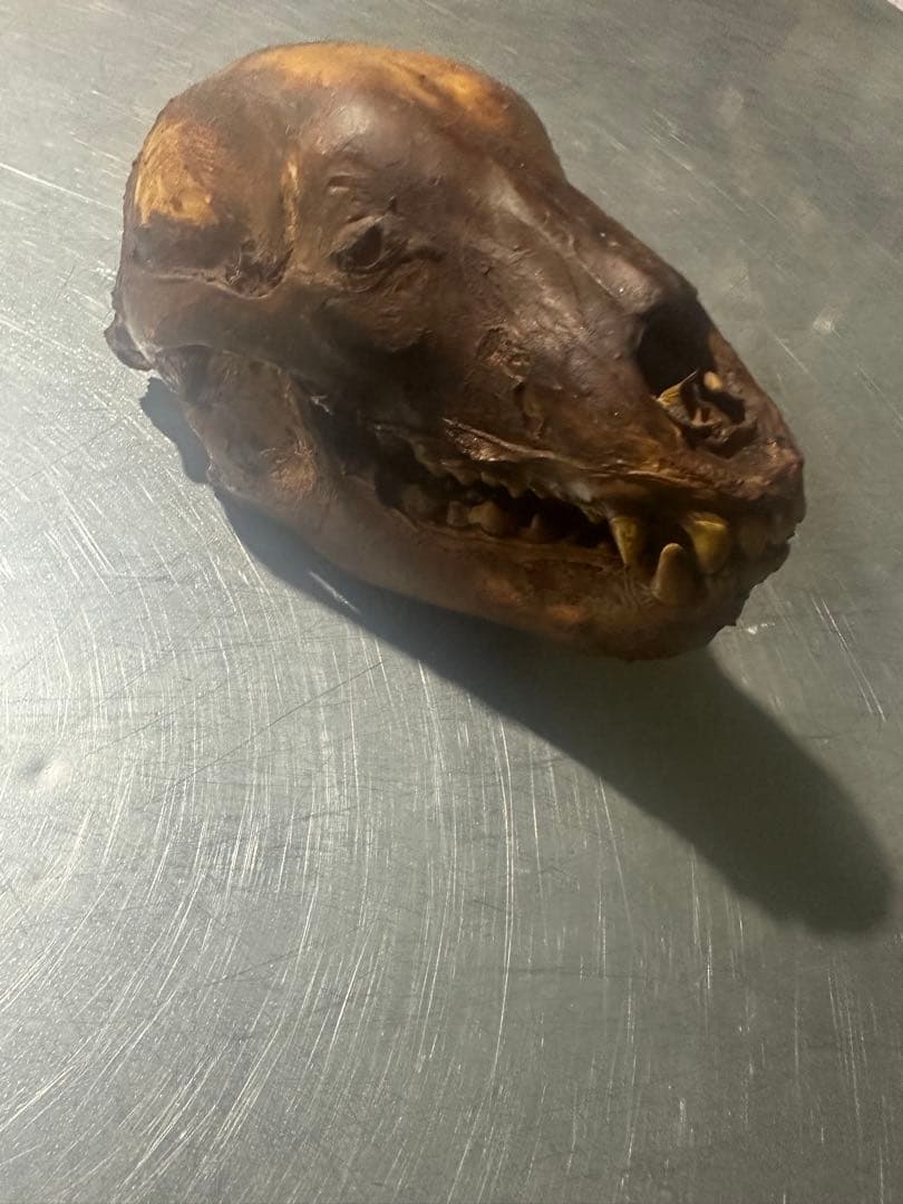 ヒグマ　熊の頭