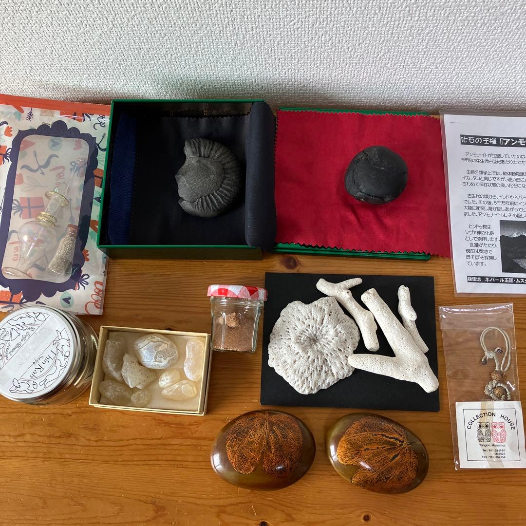 ネパール産のアンモナイト