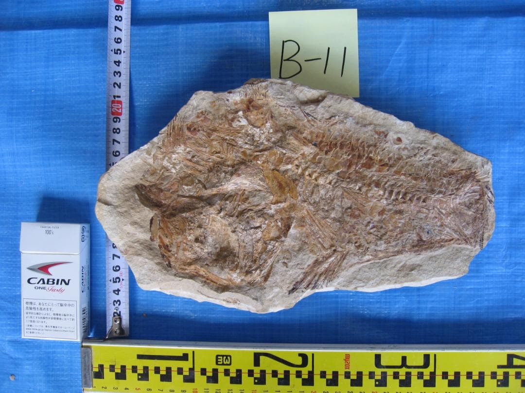 化石　B-11