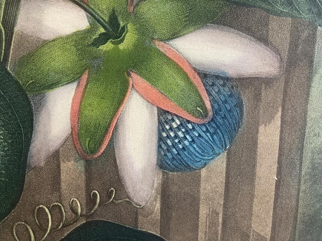 稀少 史上最美と称される《フローラの神殿》（初版）より『パッションフラワー』