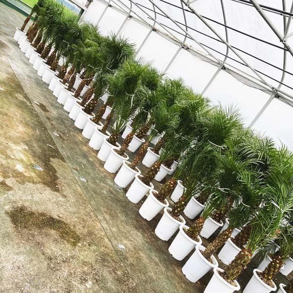 フェニックスロベレニー　ヤシ　ロベヤシ　ヤシの木