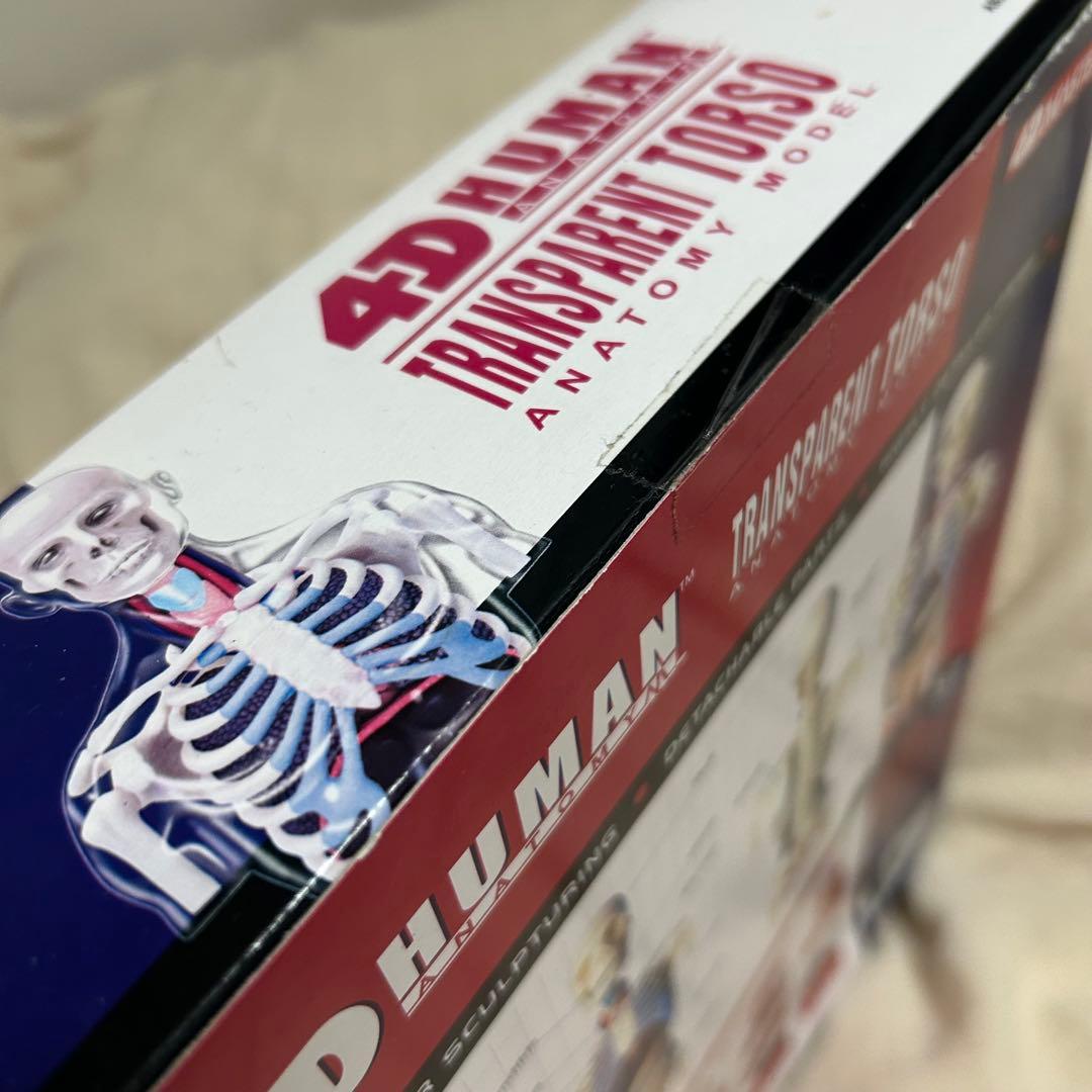 4D HUMAN ANATOMY 人体模型/成人/婦人科/泌尿器科　新品