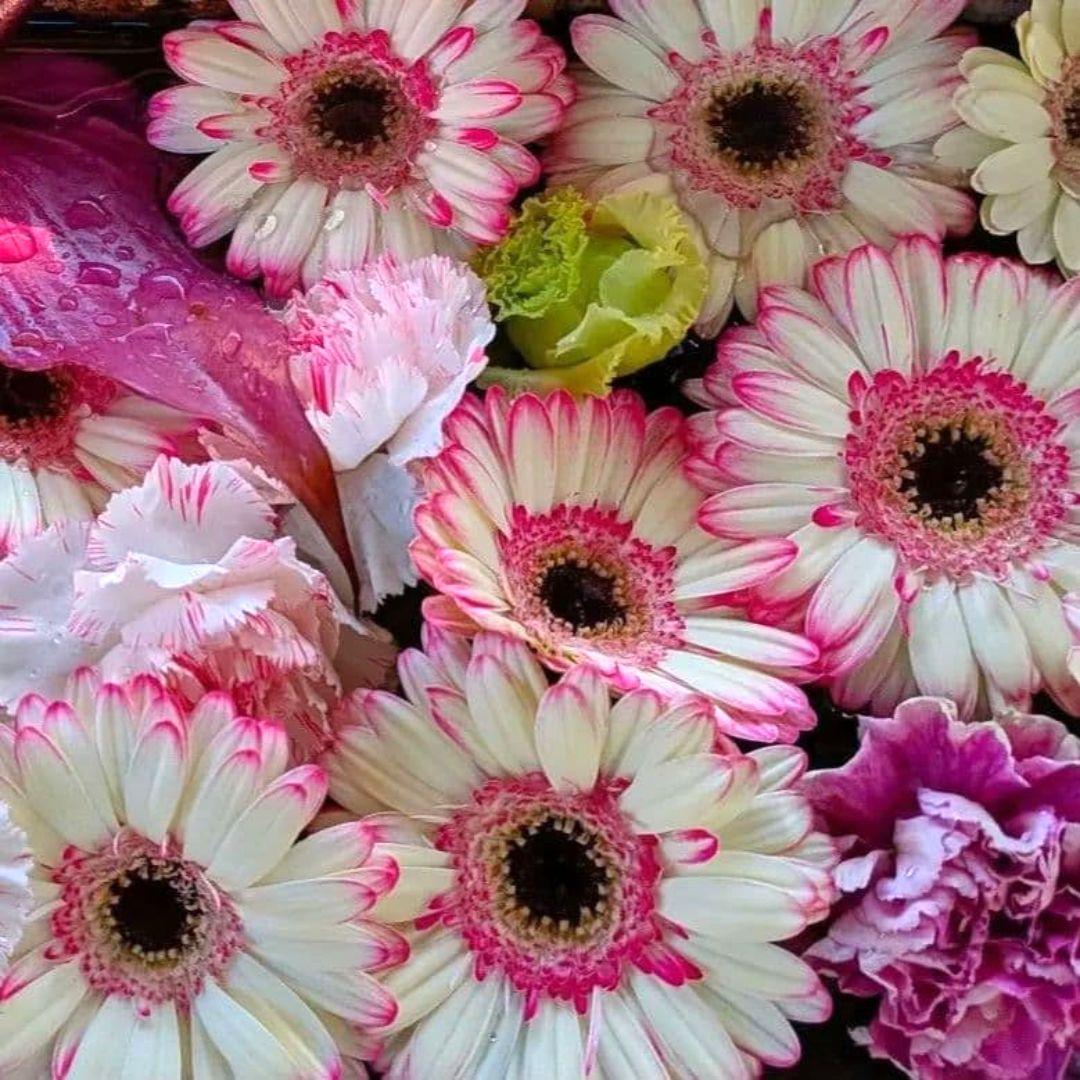 ワンダーフォーゲル1860