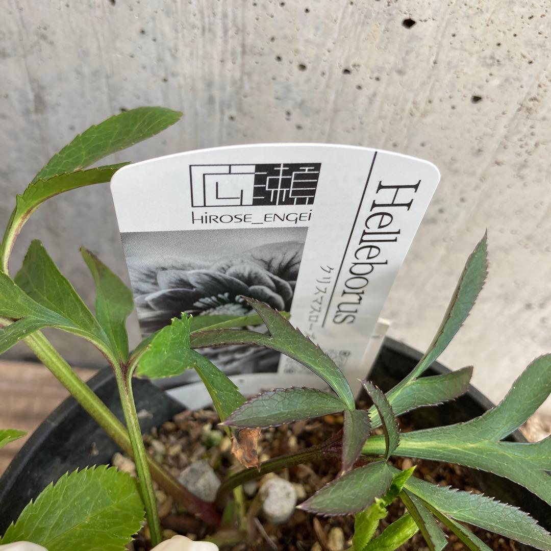 クリスマスローズ　開花株　4.5寸 　広瀬園芸　MIYABIです。