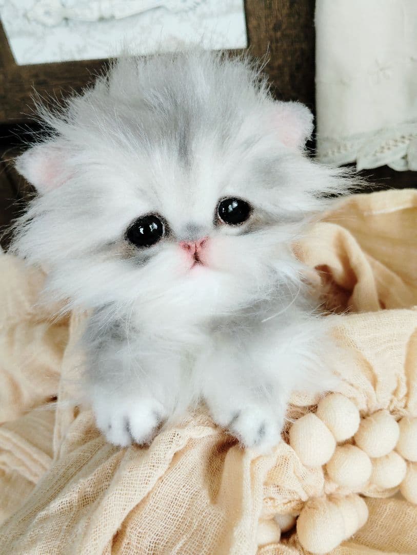 ペルシャベビー♡子猫のシュガーちゃん♡アートドール♡ぬいぐるみ♡