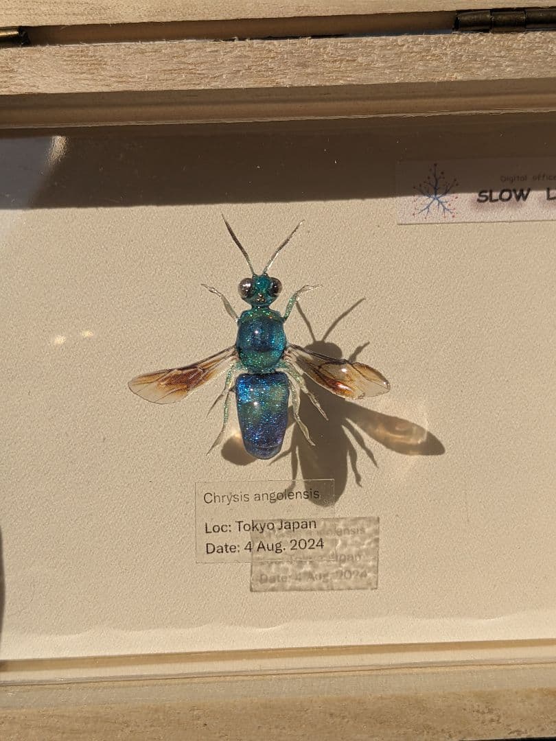 クロバネセイボウ　３５ミリ