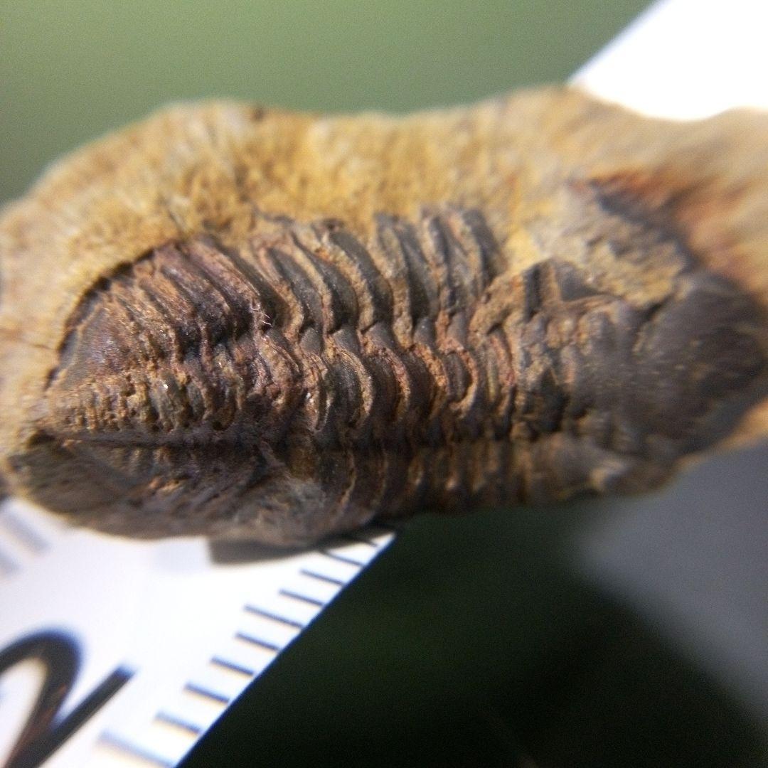 三葉虫　化石　fossil　海　ボリビア産　trilobite　海生動物判別②