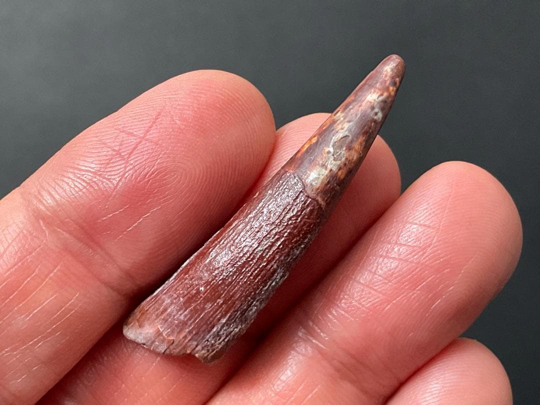 翼竜 化石 [PT15] コロボリンクス 恐竜の歯 希少 レア