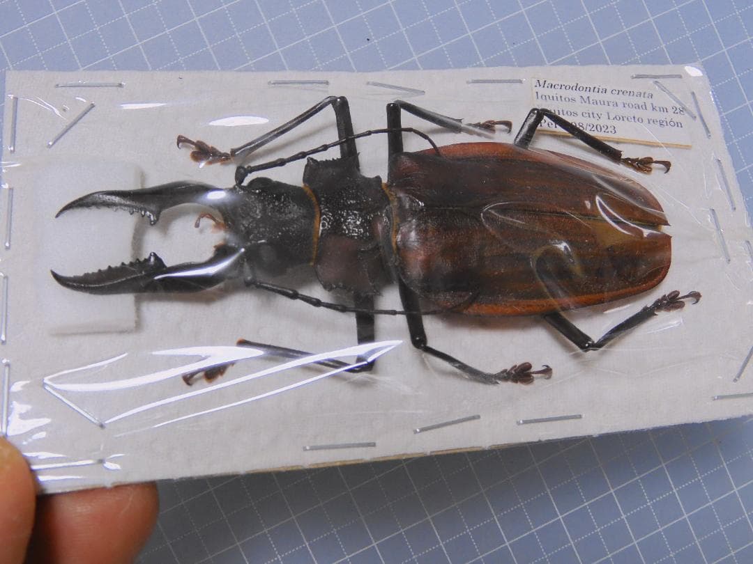 ペルー産　クレナタオオキバウスバカミキリ　86mm