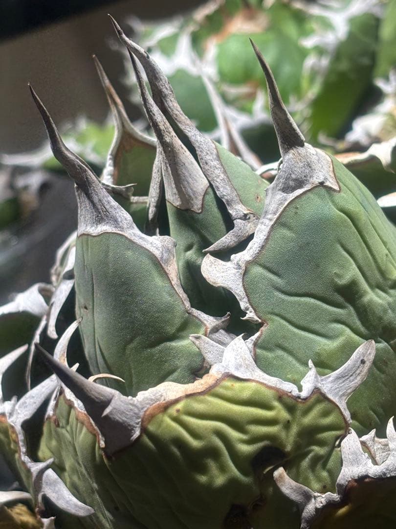 限定品！アガベオアハカオテロイ現地球（極上株）超S級良形superオアハカ激レア