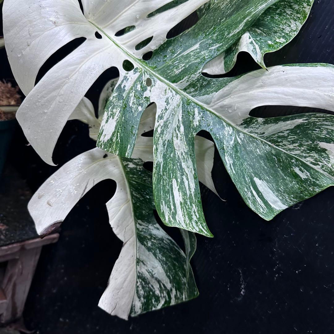 あ*き様 斑入りモンステラ ホワイトタイガー極美大株81cm白斑多レア