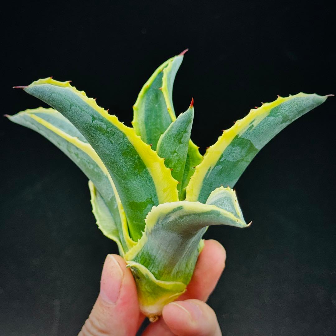 t*0様 棘界/アガベ/リップルエフェクト/天芽美株/コレクション株