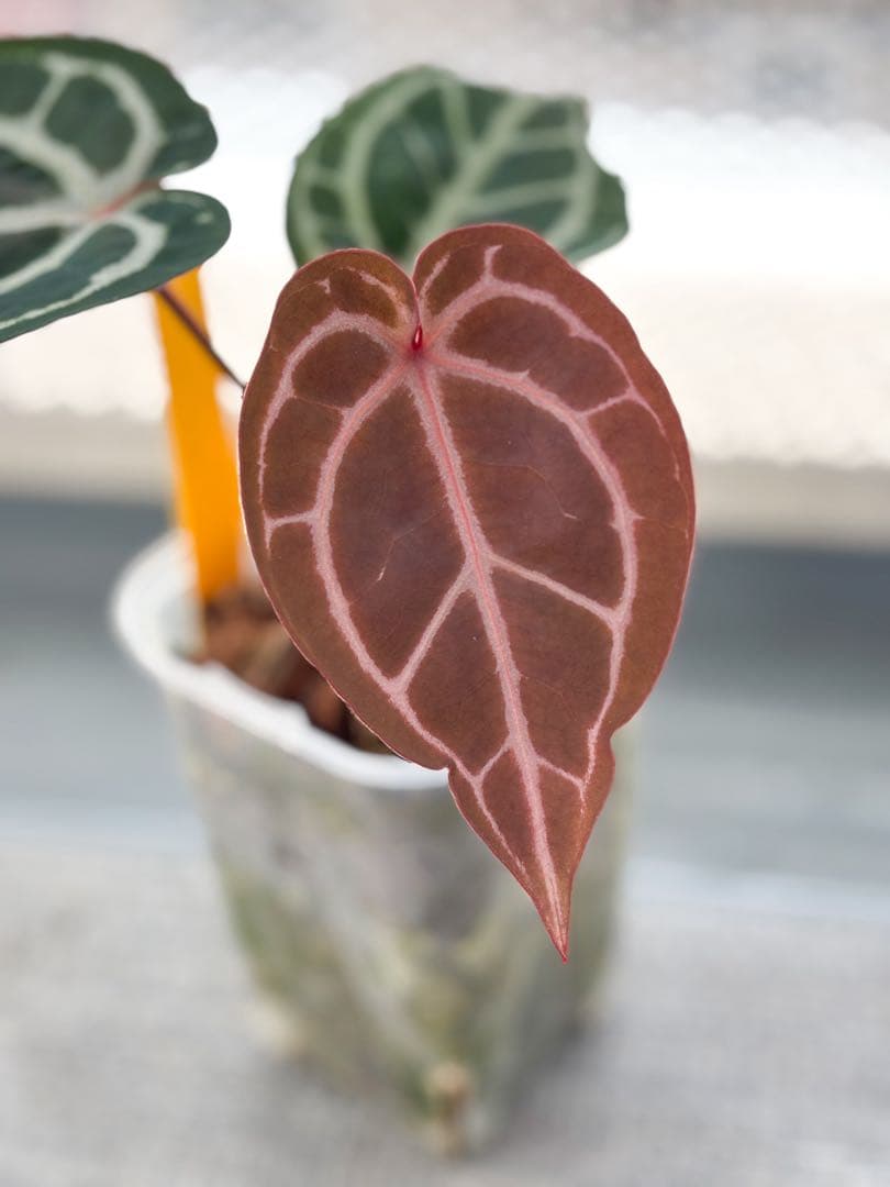 Anthurium docblock 'Scarlet' S1 スカーレット