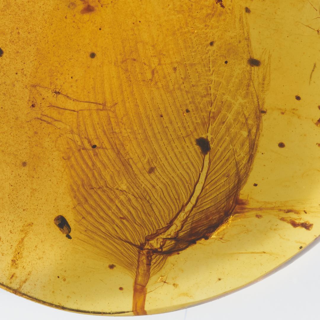 レア極上品 PA0073虫入り琥珀化石　ミャンマーカムティかタナイ9900万年前