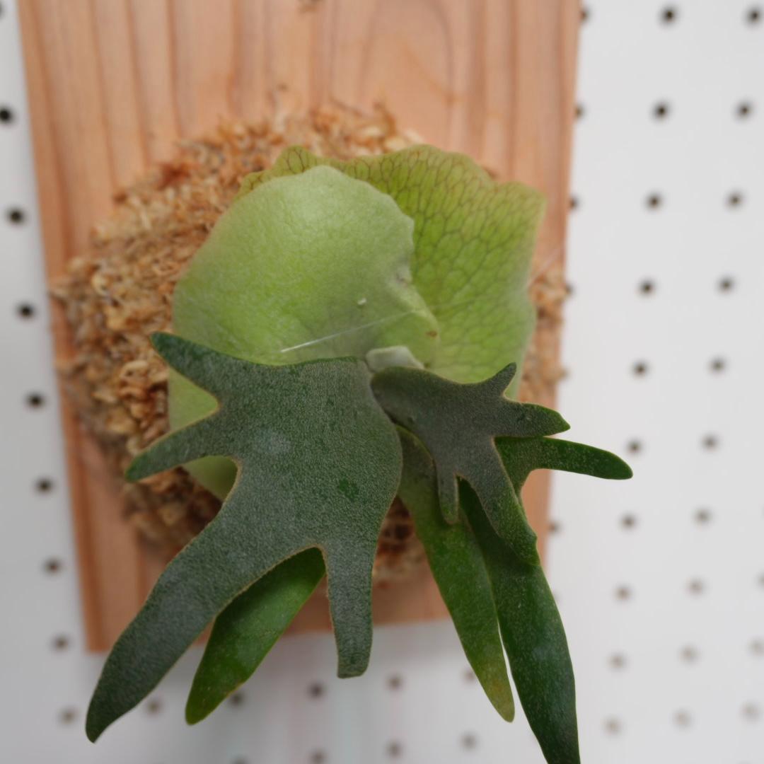 ビカクシダ willinckii nano ウィリンキー ドワーフ 板付