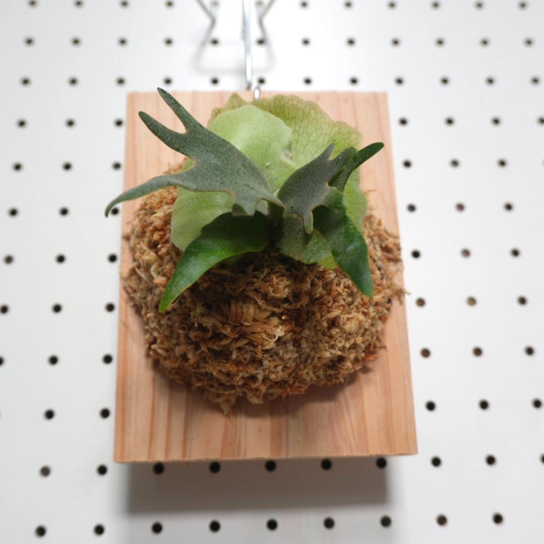 ビカクシダ willinckii nano ウィリンキー ドワーフ 板付