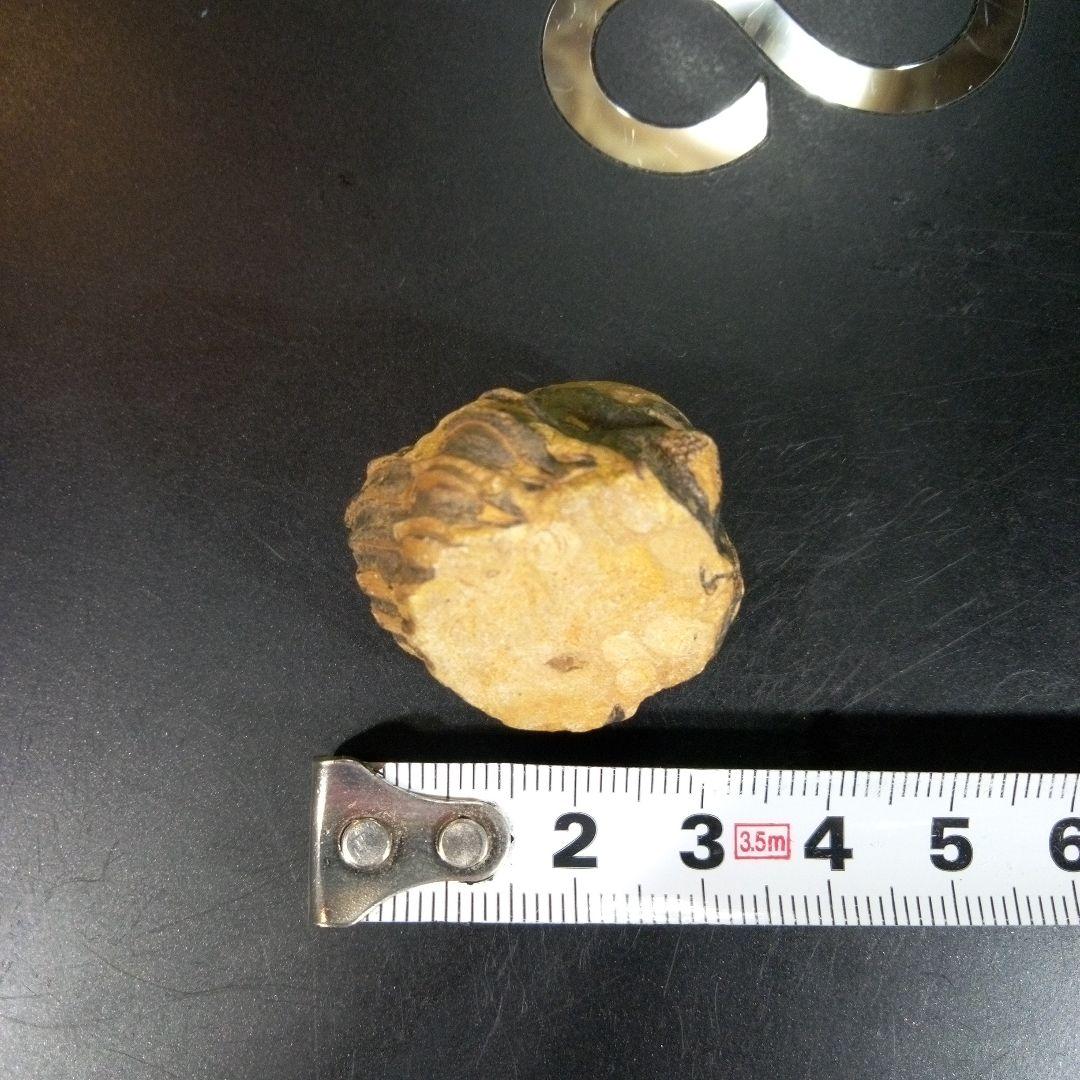 三葉虫　化石　fossil　ボリビア産　トライロバイト　三葉虫個体⑧