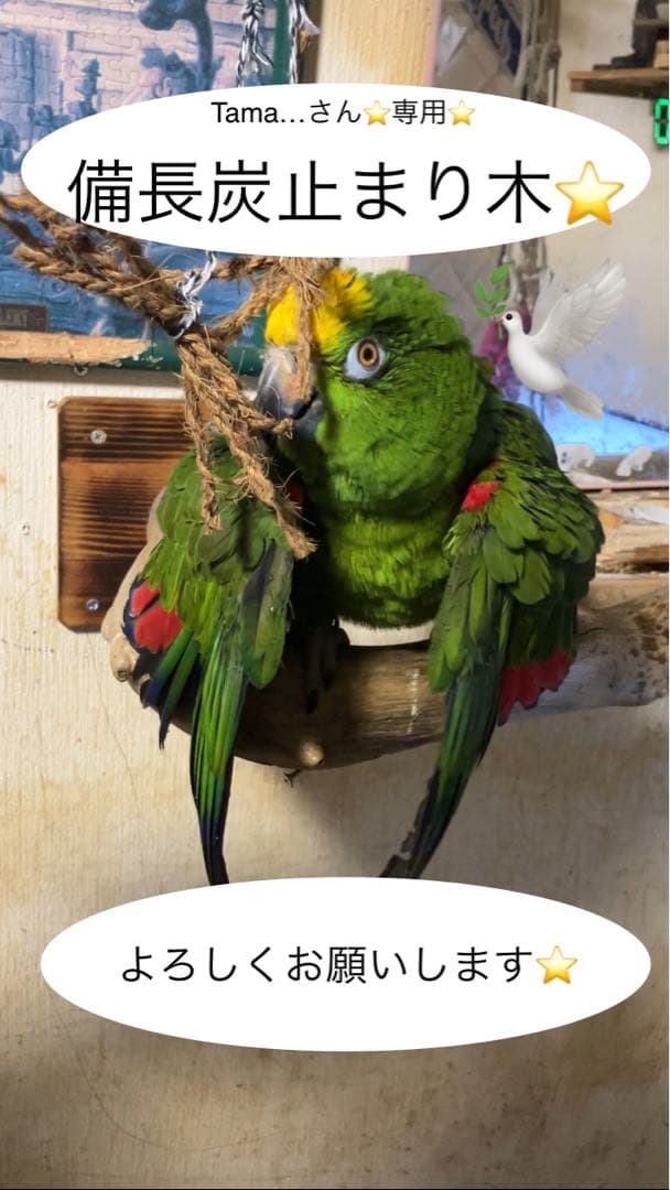 備長炭止まり木⭐️止まり木⭐️パーチ⭐️専用です♪(*^◯^*)