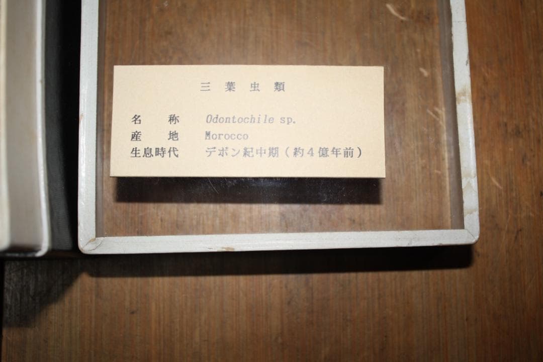 モロッコ産出　三葉虫　odontochi li sp（デボン紀中期）化石標本