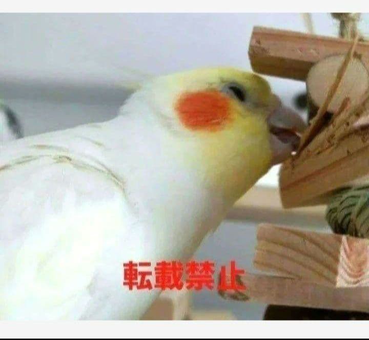 C340　インコ　オオム　カジカジ、ガジガジおもちゃセット　かじり木