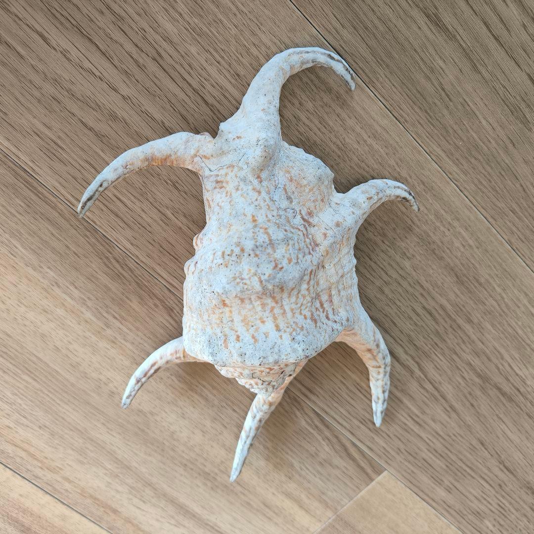 【伝統・魔よけ】久高島 の 水字貝 ( スイジガイ )