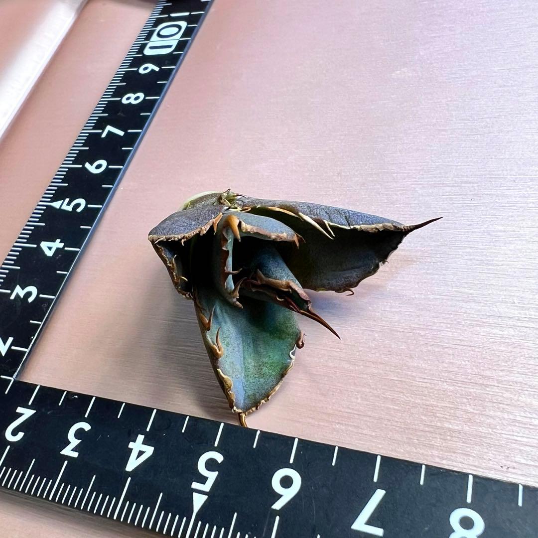 あ*ん様 オアハカ　オテロイ　子株