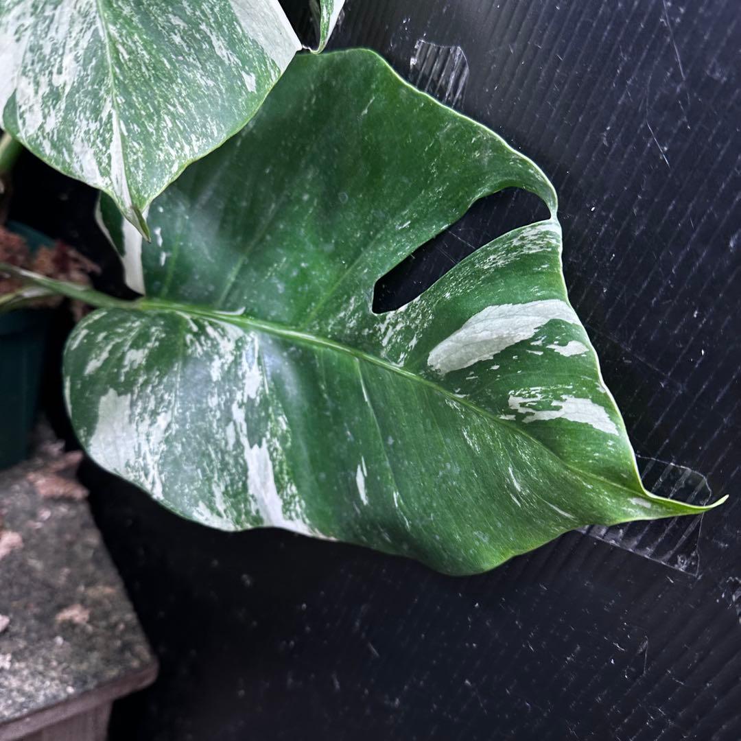 H*o様 斑入りモンステラ ホワイトタイガー極美大株66cm白斑多