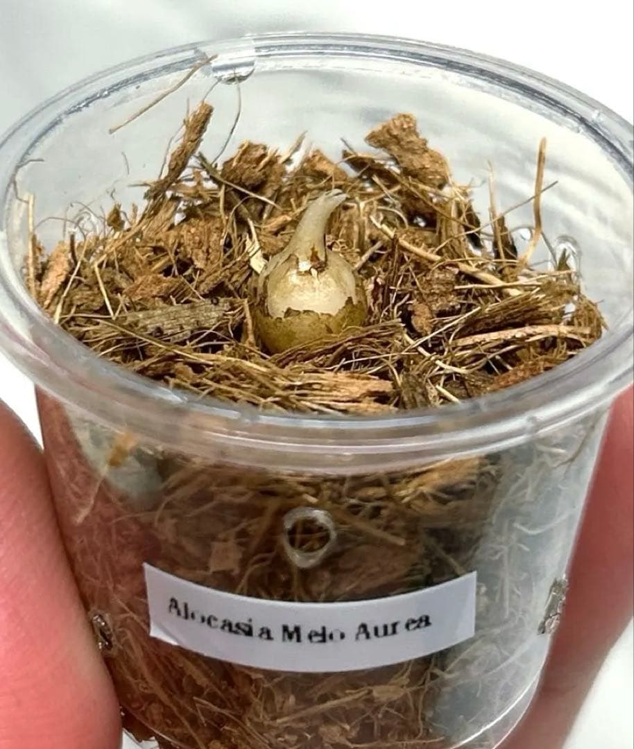 【芋】 アロカシア　メロ　オーレア　斑入り　ラスト