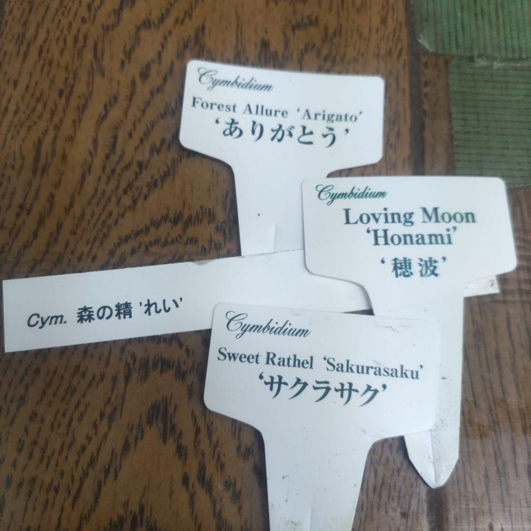 i*.様 17日入荷分⭐️石田園芸⭐️テーブルシンピ３本立ち４鉢セット⭐️