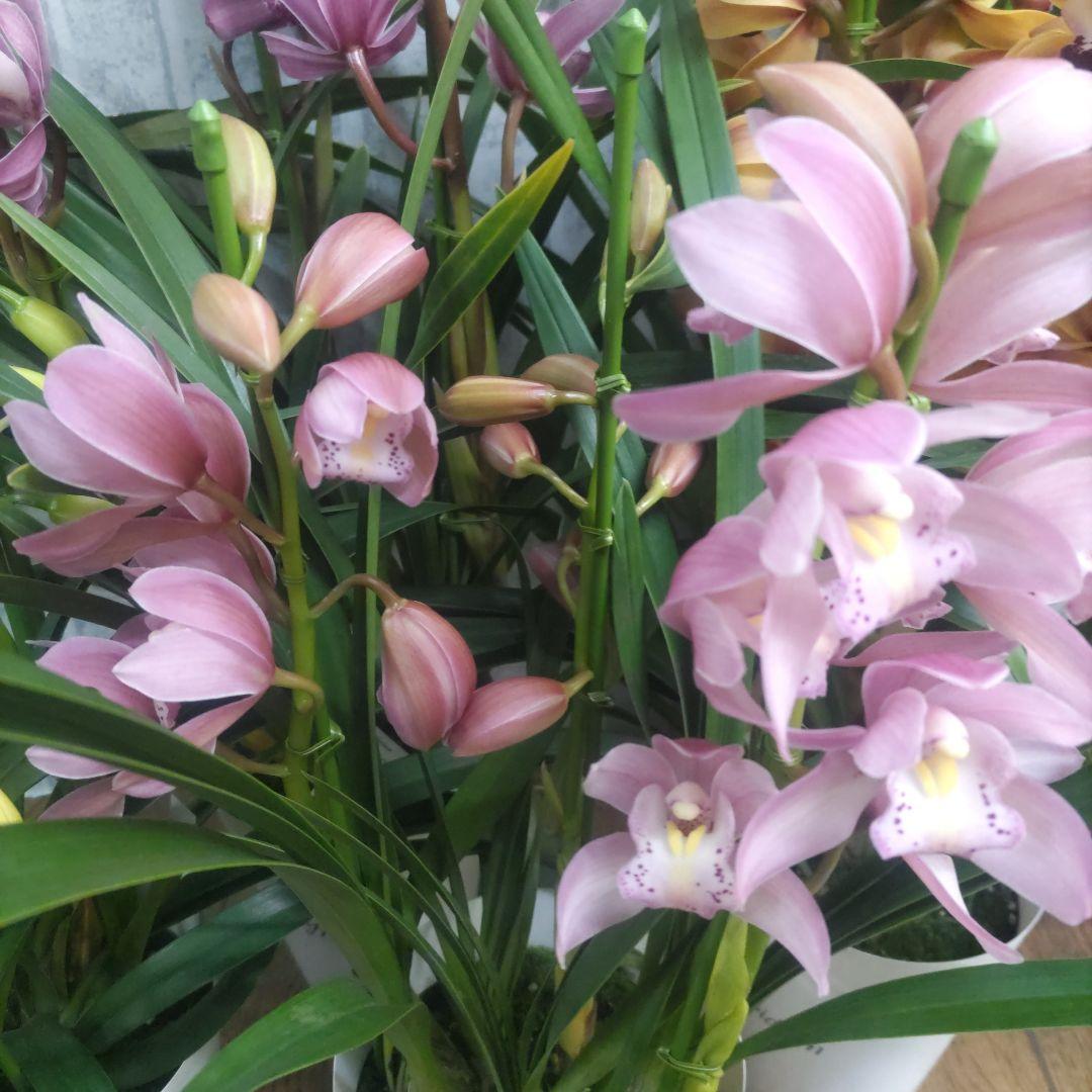 i*.様 17日入荷分⭐️石田園芸⭐️テーブルシンピ３本立ち４鉢セット⭐️