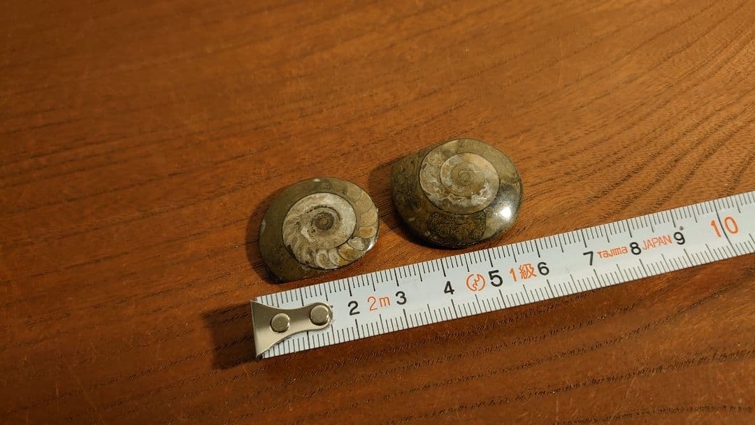 アンモナイト　恐竜　古代貝　化石　標本　鑑賞品　博物館保存　２個