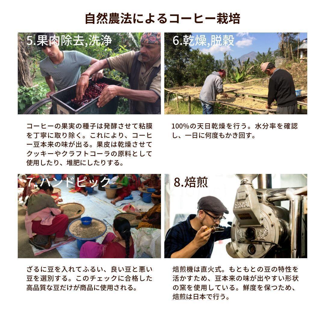 オーガニックコーヒー ストロング フェアトレード 1kg コーヒー豆 ネパール