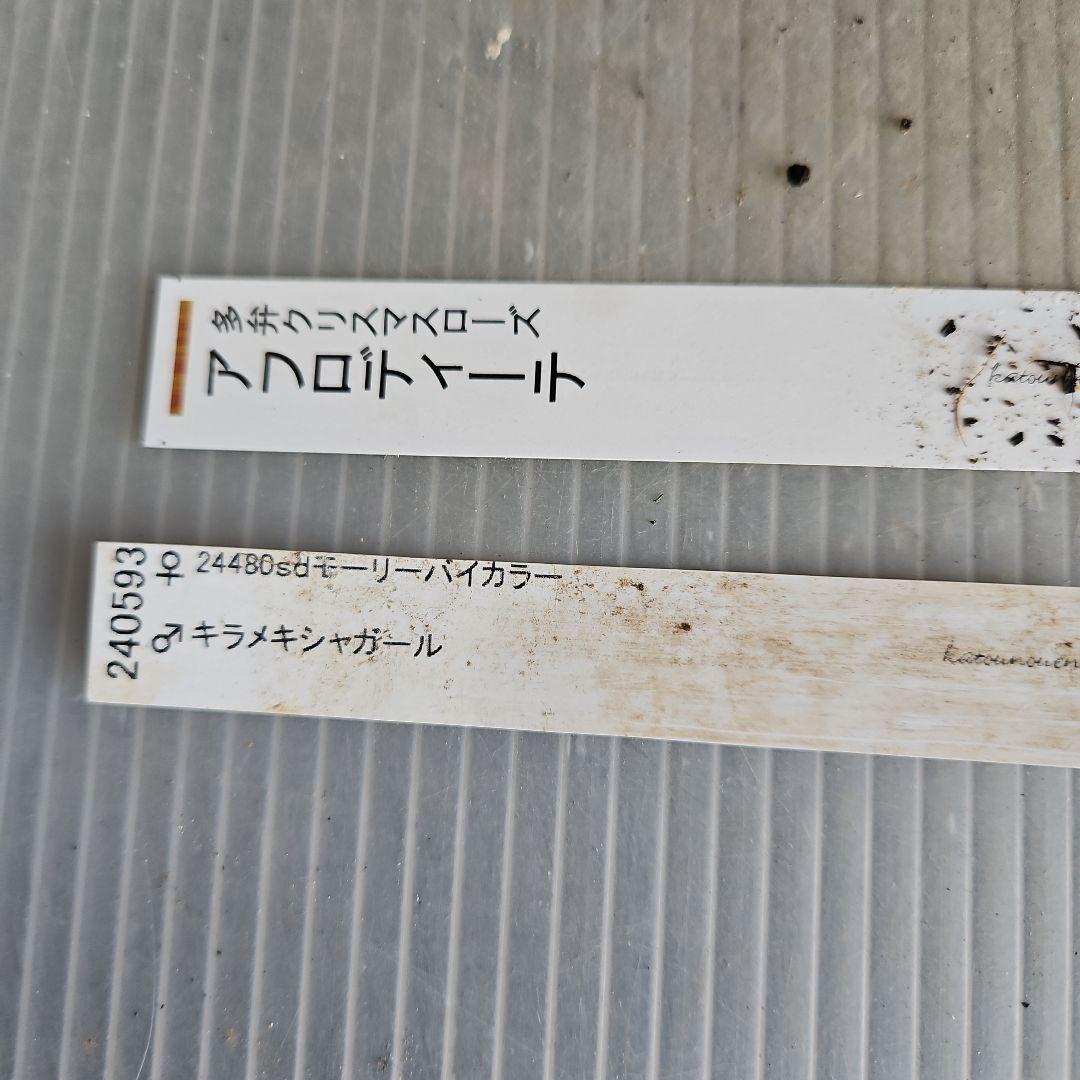 mamo様ご購入苗㉖-351クリスマスローズ