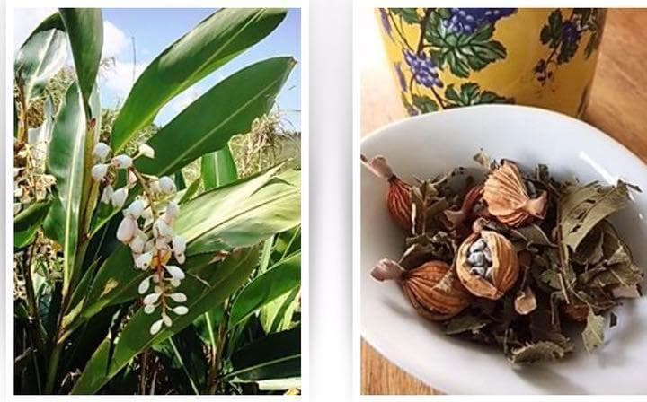 【石垣島産】 月桃茶・実の乾燥　３キロ