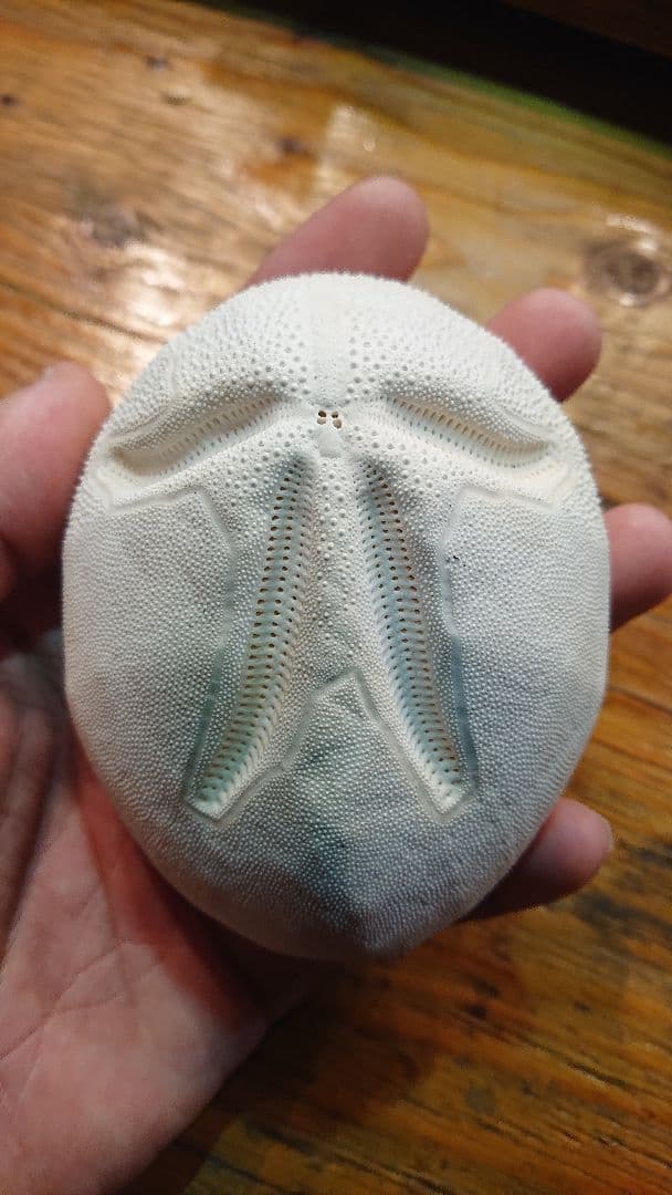 オオブンブク 巨大 95mm 天然