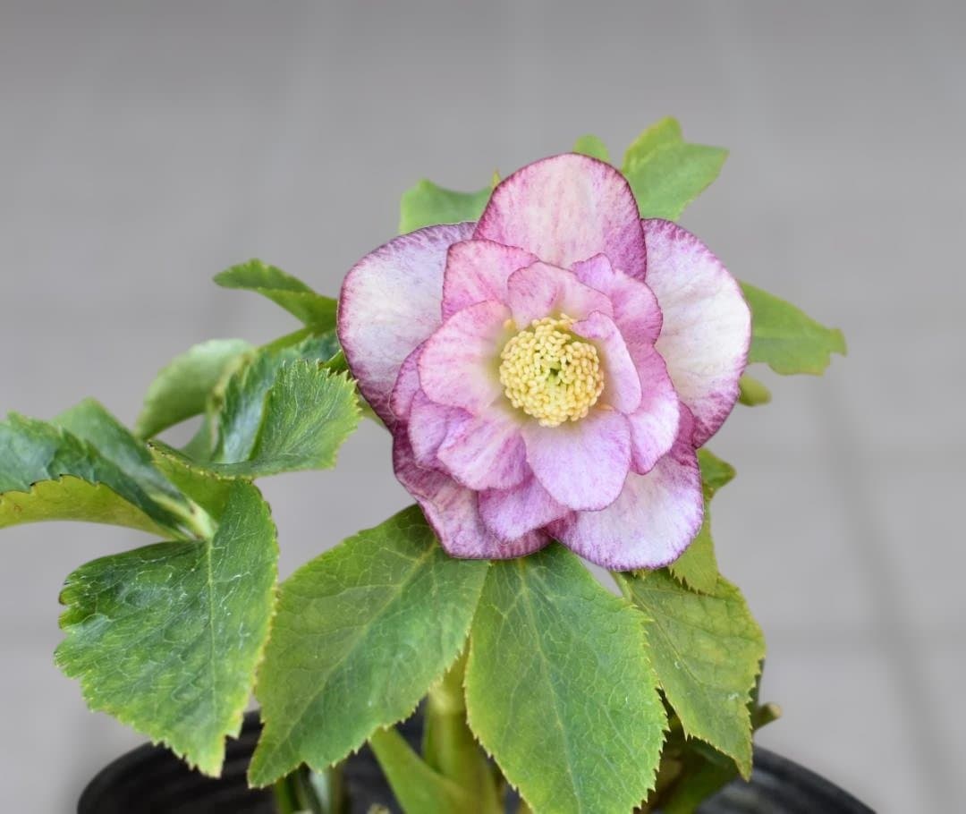 か*ん様 大木ナーサリー　いろはhyb　クリスマスローズ　　開花株