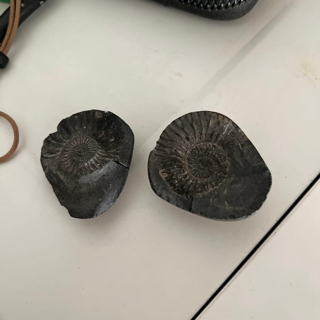 化石アンモナイト