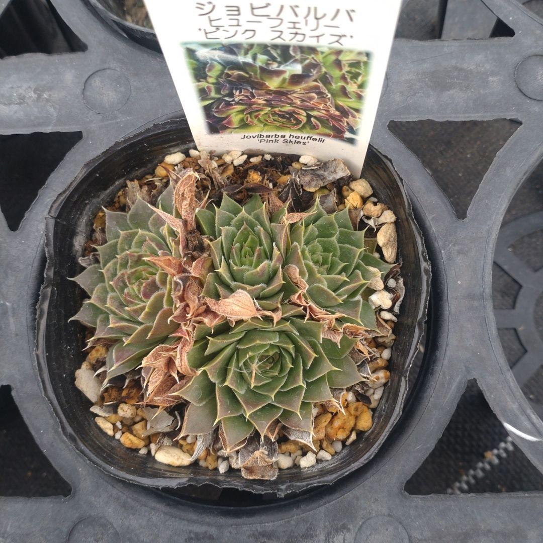 ガレージMさん専用