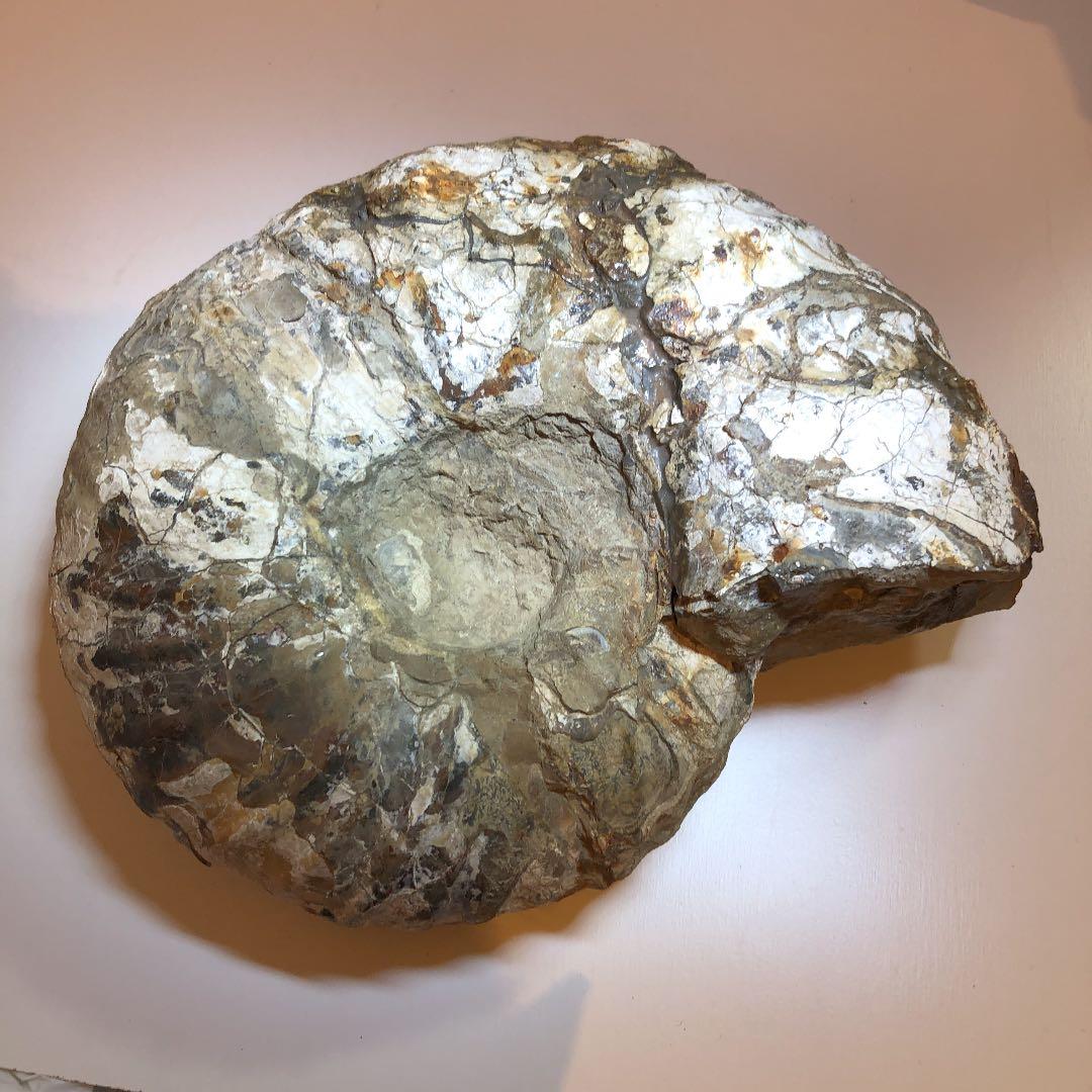 アンモナイト化石（超特大）