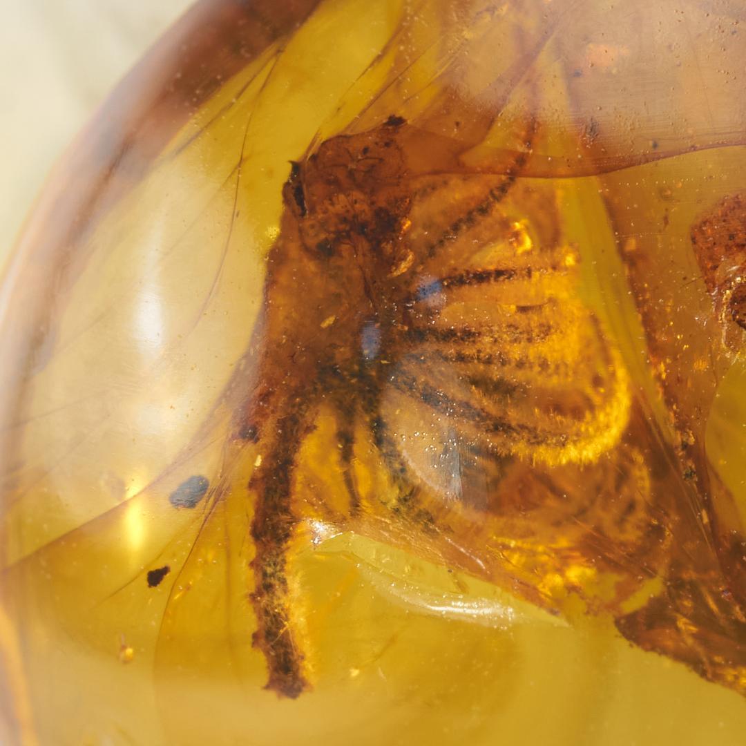 レア極上品 PA147虫入り琥珀化石　ミャンマーカムティかタナイ9900万年前