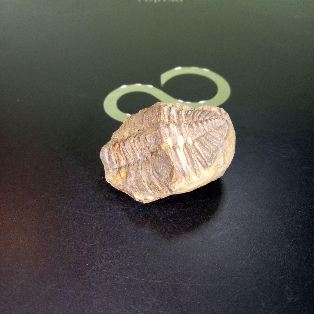 三葉虫　化石　fossil　ボリビア　trilobite　三葉虫綱　三葉虫管理③