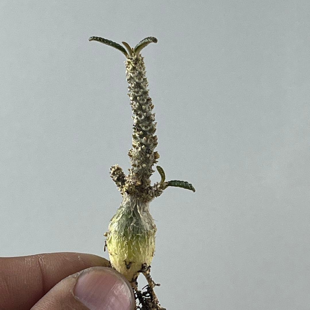 む*ん様 D63 実生 まん丸 ドルステニア ギガス ブラータ