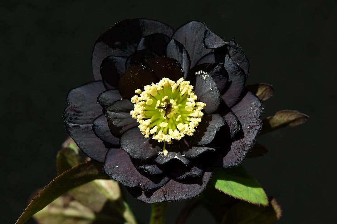 クリスマスローズ　認定Little　Collection ddブラック加藤農園