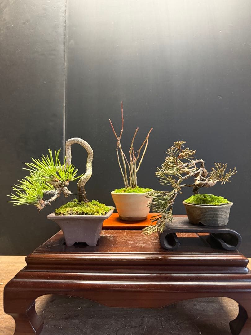 K*H様 特別オークションミニ盆栽３鉢セット　黒松真柏紅葉